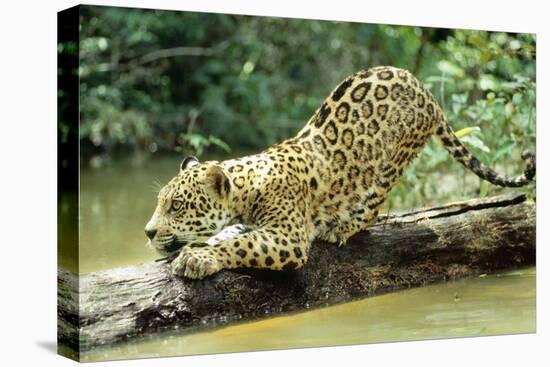 Jaguar Sub-Adult, Scratching Log-null-Premier Image Canvas