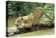 Jaguar Sub-Adult, Scratching Log-null-Premier Image Canvas