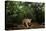 Jaguar walking along a forest trail, Mexico-Alejandro Prieto-Premier Image Canvas