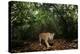 Jaguar walking along a forest trail, Mexico-Alejandro Prieto-Premier Image Canvas