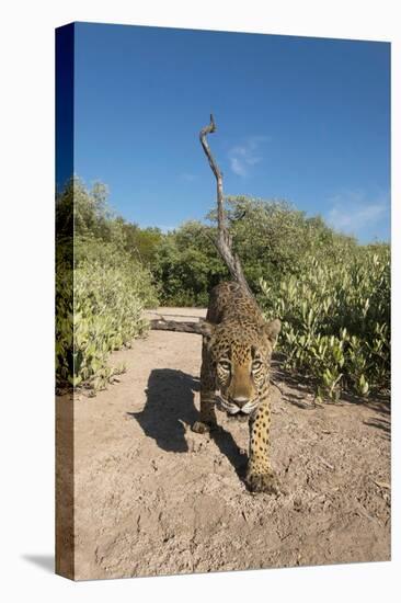 Jaguar walking along a trail in La Papalota, Mexico-Alejandro Prieto-Premier Image Canvas