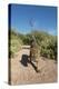 Jaguar walking along a trail in La Papalota, Mexico-Alejandro Prieto-Premier Image Canvas