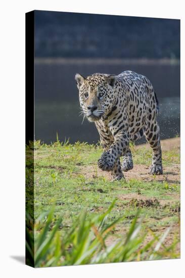 Jaguar walking along river bank, Cuiaba River, Pantanal, Brazil-Jeff Foott-Premier Image Canvas
