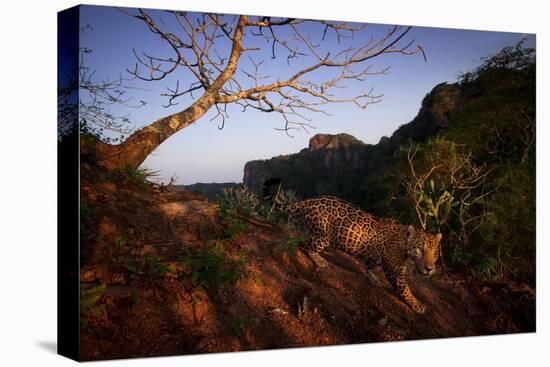 Jaguar walking over rocky hillside, Mexico-Alejandro Prieto-Premier Image Canvas