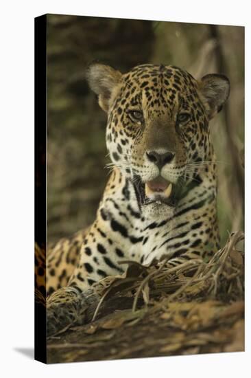 Jaguar-Joe McDonald-Premier Image Canvas