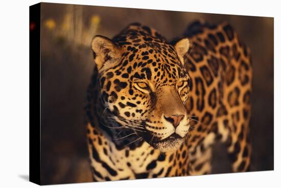 Jaguar-DLILLC-Premier Image Canvas