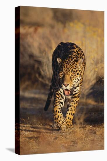 Jaguar-DLILLC-Premier Image Canvas