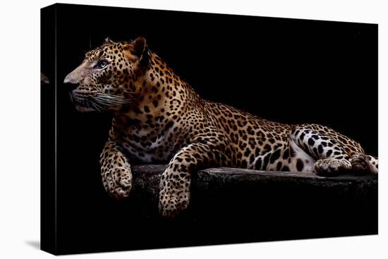 Jaguar-yulius handoko-Premier Image Canvas