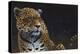 Jaguar-Durwood Coffey-Premier Image Canvas