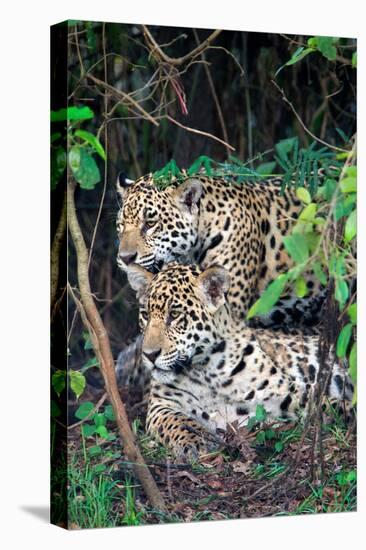 Jaguars (Panthera onca), Pantanal Wetlands, Brazil-null-Premier Image Canvas