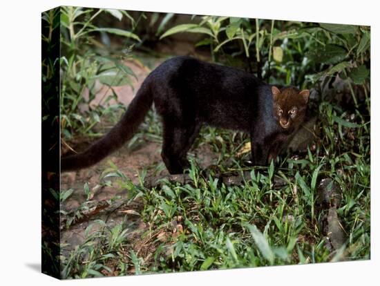 Jaguarundi, Ecuadorian Amazon Ecuador-Peter Oxford-Premier Image Canvas