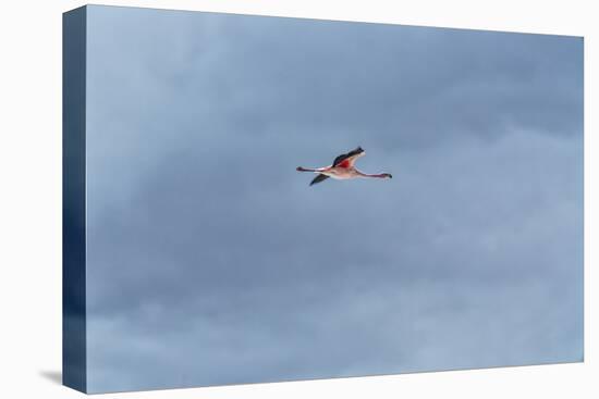 James' Flamingo in Flight Against a Cloudy Dramatic Sky-Alex Saberi-Premier Image Canvas
