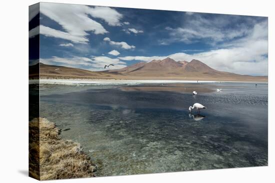 James Flamingos Feeding in Laguna Canapa-Alex Saberi-Premier Image Canvas