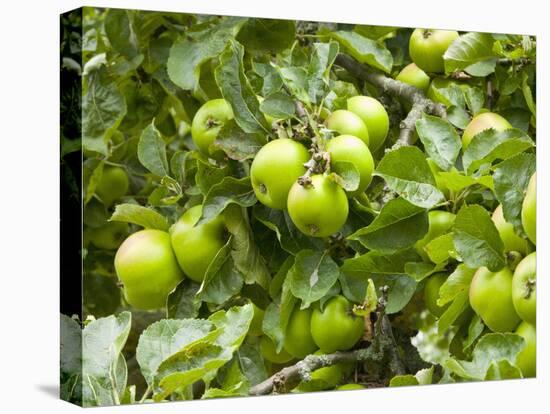 James Grieve Apples, England-Paul Thompson-Premier Image Canvas