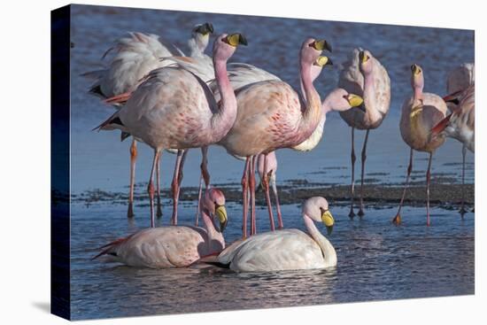 James's flamingo flock on the shore of Laguna Colorada, Altiplano, Bolivia-Bernard Castelein-Premier Image Canvas