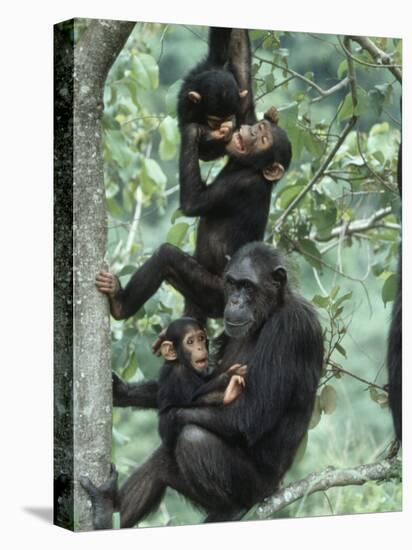 Jane Goodall Institute, Chimpanzees, Gombe National Park, Tanzania-Kristin Mosher-Premier Image Canvas