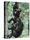 Jane Goodall Institute, Chimpanzees, Gombe National Park, Tanzania-Kristin Mosher-Premier Image Canvas