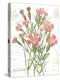 January Dianthus on White-Katie Pertiet-Stretched Canvas
