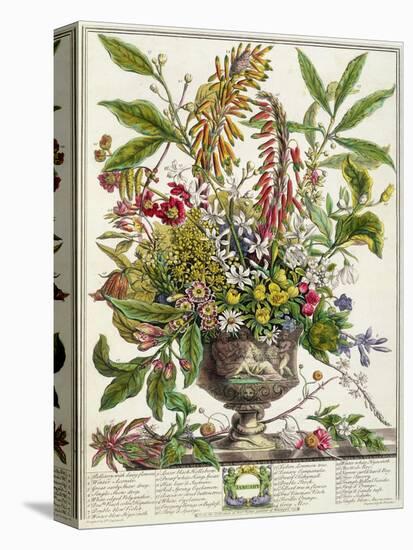 January, from Twelve Months of Flowers, by Robert Furber-Pieter Casteels-Premier Image Canvas