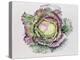 January King Cabbage-Alison Cooper-Premier Image Canvas