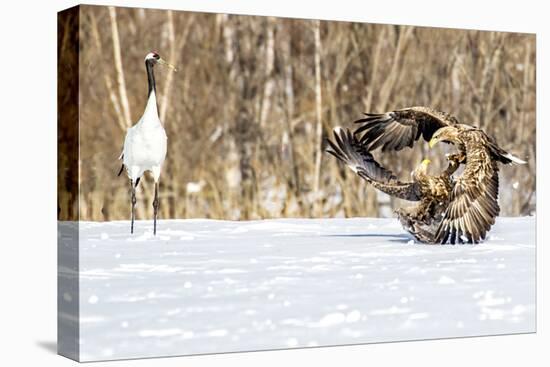 Japan, Hokkaido, Fighting Eagles-Hollice Looney-Premier Image Canvas