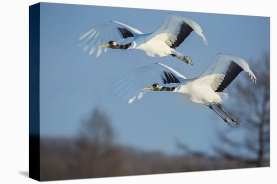 Japan, Hokkaido. Japanese cranes flying.-Jaynes Gallery-Premier Image Canvas