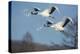 Japan, Hokkaido. Japanese cranes flying.-Jaynes Gallery-Premier Image Canvas