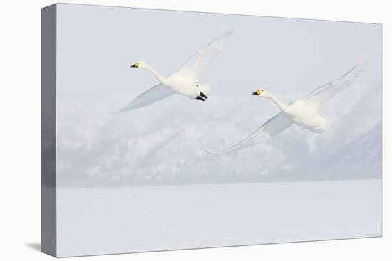 Japan, Hokkaido, Lake Kussharo. Two Whooper Swans flying-Hollice Looney-Premier Image Canvas