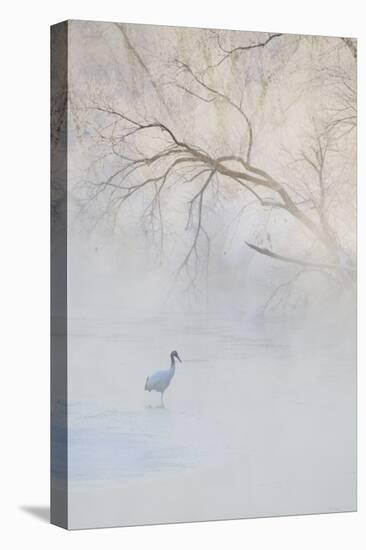 Japan, Hokkaido, Tsurui. Hooded Crane Walks in River at Sunrise-Jaynes Gallery-Premier Image Canvas