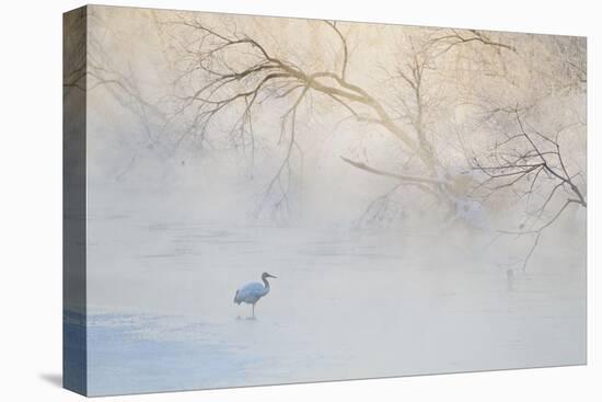 Japan, Hokkaido, Tsurui. Hooded Crane Walks in River at Sunrise-Jaynes Gallery-Premier Image Canvas