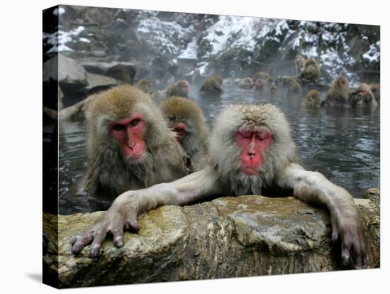 Japan Hot Spa Monkeys-Koji Sasahara-Premier Image Canvas