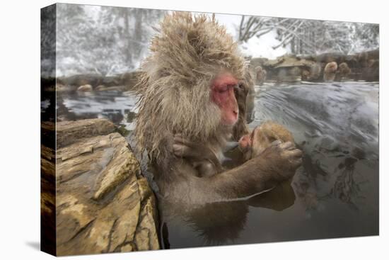 Japan, Jigokudani Monkey Park. Japanese macaque with nursing baby.-Jaynes Gallery-Premier Image Canvas