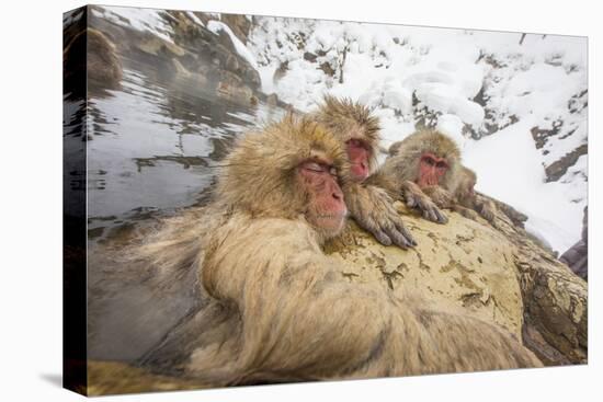 Japan, Jigokudani Monkey Park. Japanese macaques in thermal pool.-Jaynes Gallery-Premier Image Canvas