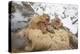 Japan, Jigokudani Monkey Park. Japanese macaques in thermal pool.-Jaynes Gallery-Premier Image Canvas