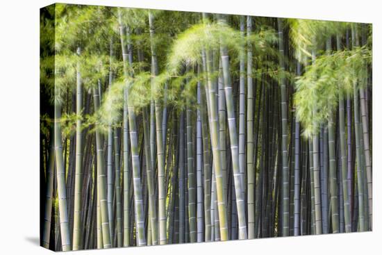 Japan, Kyoto, Arashiyama, Adashino Nenbutsu-Ji Temple-Jane Sweeney-Premier Image Canvas
