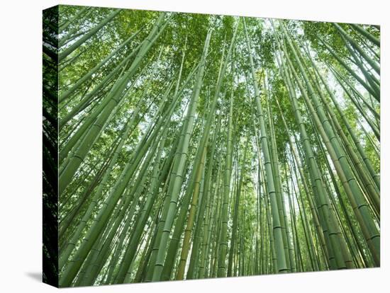 Japan, Kyoto, Arashiyama, the Bamboo Forest-Steve Vidler-Premier Image Canvas