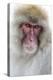 Japan, Yamanouchi. Jigokudani Monkey Park, portrait of a monkey-Hollice Looney-Premier Image Canvas