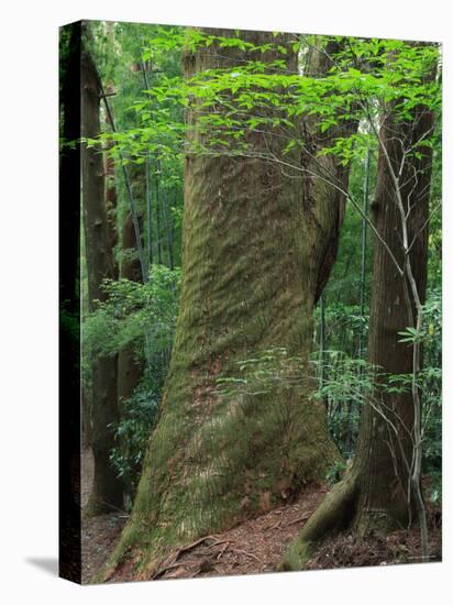 Japanese Cedar-null-Premier Image Canvas