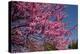 Japanese Cherry Blossom-Krakatuk-Premier Image Canvas