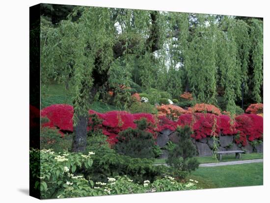 Japanese Garden Rhododendrons in Washington Park Arboretum, Seattle, Washington, USA-Jamie & Judy Wild-Premier Image Canvas