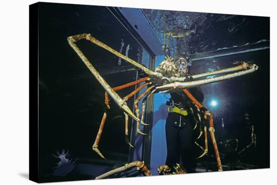 Japanese Giant Spider Crab (Macrocheira Kaempferi) World'S Largest Crustacean In Tokyo Aquarium-Jeff Rotman-Premier Image Canvas