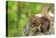 Japanese Hokkaido Squirrel on Mt Maruyama, Hokkaido, Japan-Paul Dymond-Premier Image Canvas