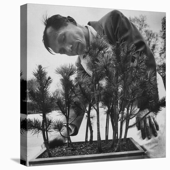 Japanese Horticulturist Kan Yashiroda Tending to a Bonsai Tree-Gordon Parks-Premier Image Canvas