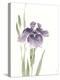 Japanese Iris III Purple Crop-Chris Paschke-Stretched Canvas