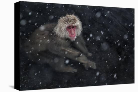 Japanese Macaque (Macaca Fuscata) Adult In The Hot Springs Of Jigokudani, In The Snow, Japan-Diane McAllister-Premier Image Canvas