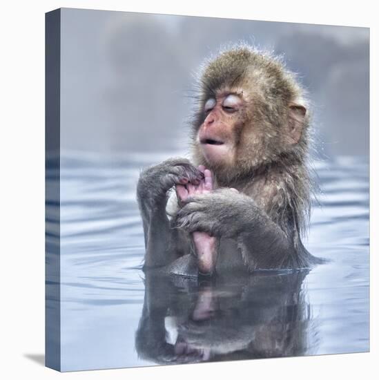 Japanese Macaque (Macaca Fuscata) Baby Enjoying A Relaxing Moment In The Hot Spring In Jigokudani-Diane McAllister-Premier Image Canvas