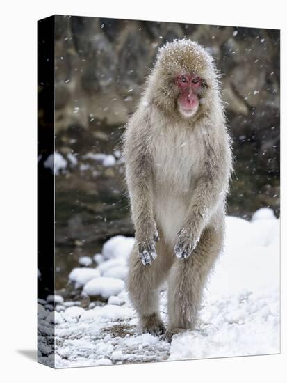 Japanese Macaque (Macaca Fuscata) Female Standing On Hind Legs In Snow, Jigokudani, Japan. February-Diane McAllister-Premier Image Canvas