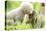 Japanese Macaque (Macaca Fuscata Fuscata) Rare White Furred Baby Playing with Another Baby-Yukihiro Fukuda-Premier Image Canvas