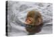 Japanese Macaque (Macaca Fuscata) Juvenile Swimming in Hot Spring, Jigokudani, Japan-Diane McAllister-Premier Image Canvas