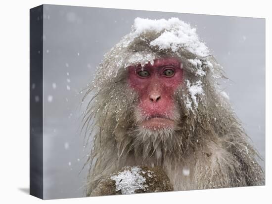 Japanese Macaque (Macaca Fuscata) Mother Holding Her Baby In Snowstorm, Jigokudani, Japan-Diane McAllister-Premier Image Canvas